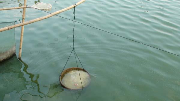 Hiệu quả từ việc sử dụng chế phẩm sinh học Neo-Polymic xử lý môi trường ao nuôi cá trong mô hình VAC tại xã Đoàn Xá, huyện Kiến Thụy
